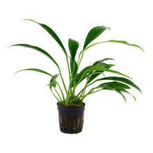 Load image into Gallery viewer, Anubias barteri var. glabra