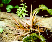 Load image into Gallery viewer, Cryptocoryne Albida &#39;Brown&#39; Potted
