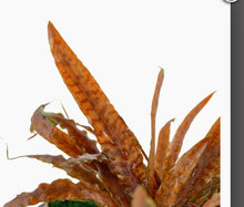 Load image into Gallery viewer, Cryptocoryne Albida &#39;Brown&#39; Potted
