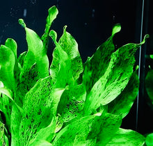 Load image into Gallery viewer, Echinodorus 'Ozelot Green'