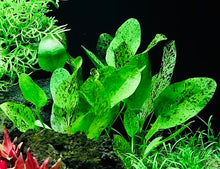 Load image into Gallery viewer, Echinodorus 'Ozelot Green'