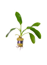 Load image into Gallery viewer, Echinodorus 'Ozelot Green'