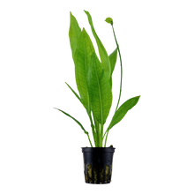 Load image into Gallery viewer, Echinodorus grisebachii 'Bleherae'