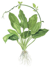 Load image into Gallery viewer, Echinodorus grisebachii 'Bleherae'