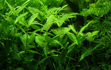 Load image into Gallery viewer, Hygrophila polysperma