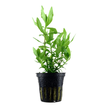 Load image into Gallery viewer, Hygrophila polysperma