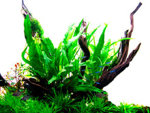 Load image into Gallery viewer, Microsorum pteropus