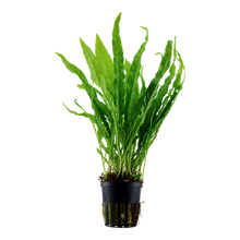 Load image into Gallery viewer, Microsorum pteropus