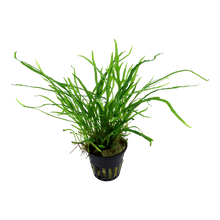 Load image into Gallery viewer, Microsorum pteropus 'Trident'