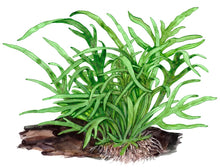 Load image into Gallery viewer, Microsorum pteropus 'Trident'