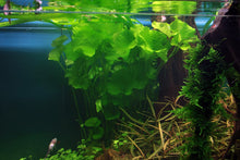 Load image into Gallery viewer, Nymphoides hydrophylla 'Taiwan'