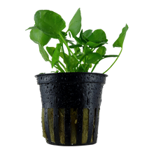 Load image into Gallery viewer, Nymphoides hydrophylla 'Taiwan'