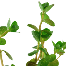 Load image into Gallery viewer, Rotala rotundifolia