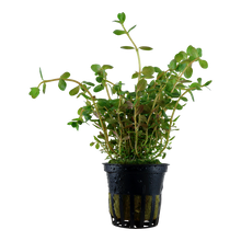 Load image into Gallery viewer, Rotala rotundifolia