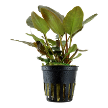 Load image into Gallery viewer, Aquarium plant Lagenandra meeboldii