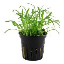 Load image into Gallery viewer, Aquarium plant Lilaeopsis brasiliensis