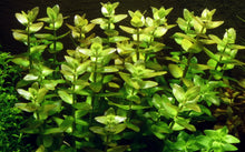 Load image into Gallery viewer, Bacopa caroliniana