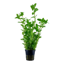 Load image into Gallery viewer, Bacopa caroliniana