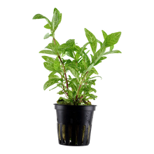 Load image into Gallery viewer, Hygrophila 'Rosanervig'