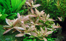 Load image into Gallery viewer, Hygrophila 'Rosanervig'