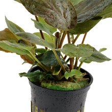 Load image into Gallery viewer, Lagenandra meeboldii 'Red', potted