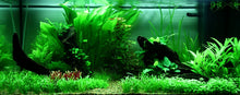 Load image into Gallery viewer, Lilaeopsis brasiliensis, potted and TC