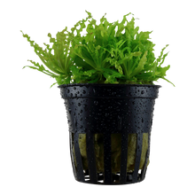 Load image into Gallery viewer, Pogostemon helferi