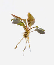 Load image into Gallery viewer, Lagenandra meeboldii 'Red', potted