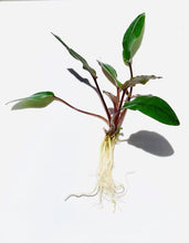 Load image into Gallery viewer, Cryptocoryne &#39;Petchii&#39;, potted，tropica
