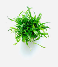 Load image into Gallery viewer, Lilaeopsis brasiliensis, potted and TC