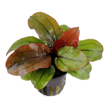 Load image into Gallery viewer, Aquarium plant Echinodorus Reni