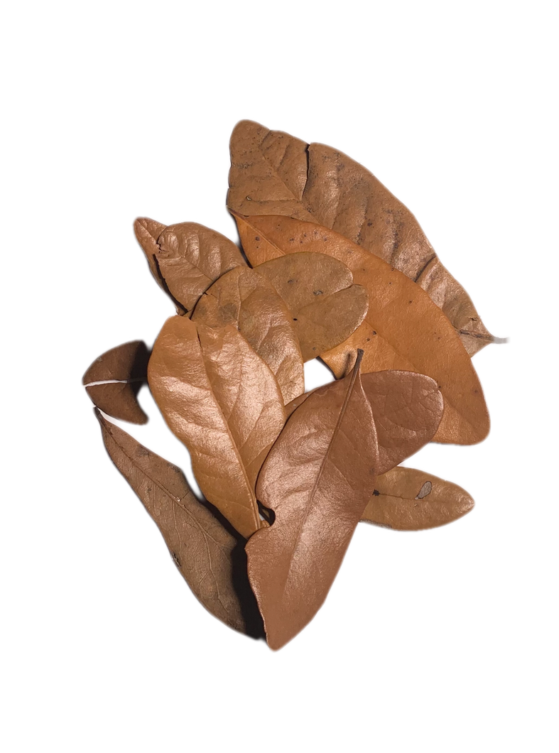 Dry oak leaves for aquarium