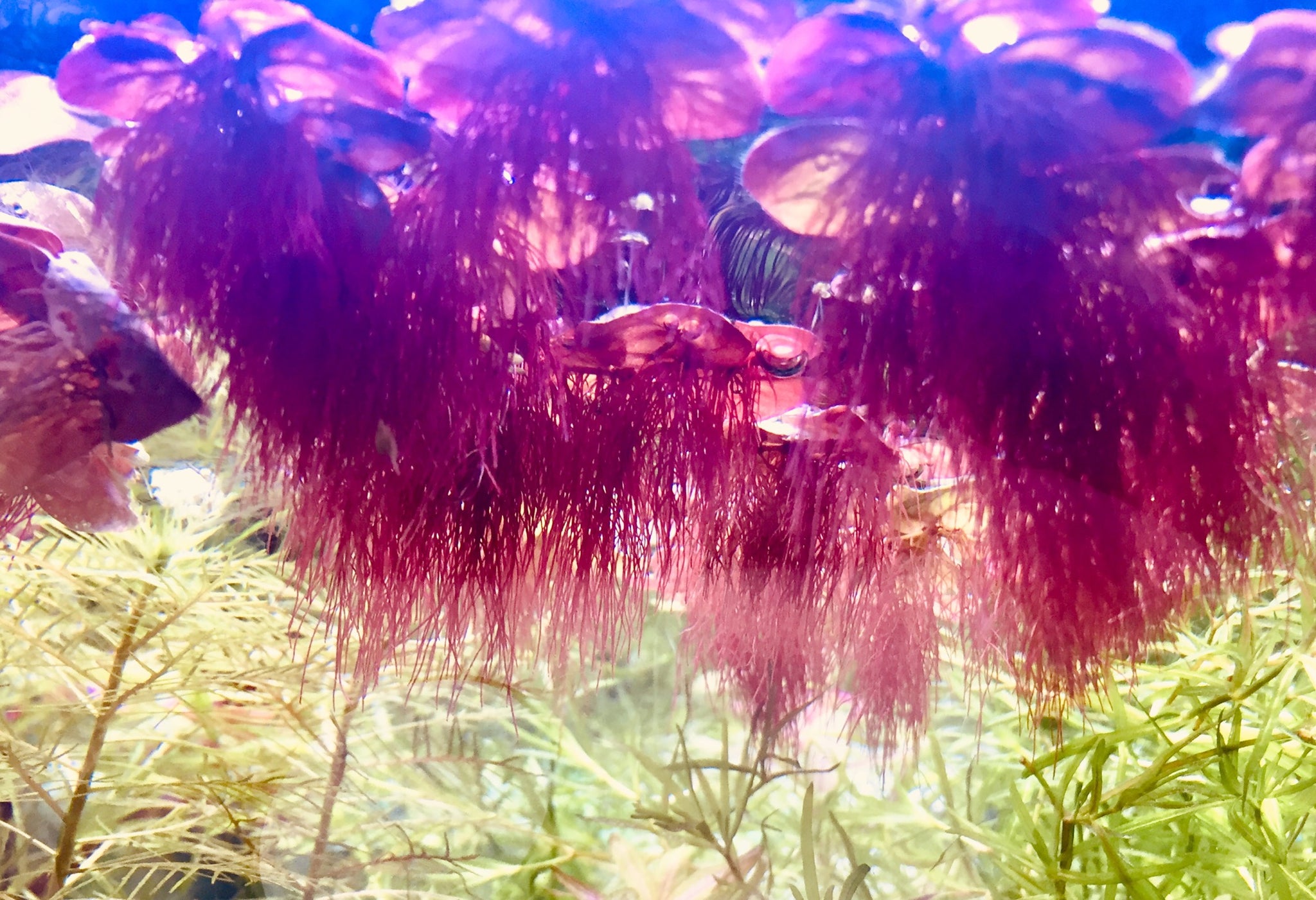 Aquarium floating plant-Phyllanthus Fluitans – aquaescaping