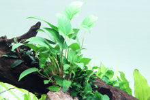 Load image into Gallery viewer, Anubias gracilis, potted
