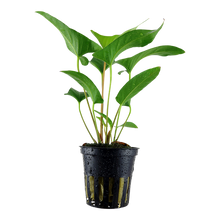 Load image into Gallery viewer, Aquarium plant, anubias gracilis
