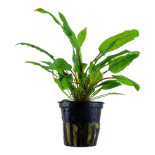 Load image into Gallery viewer, Aquarium plant cryptocoryne wendtii green
