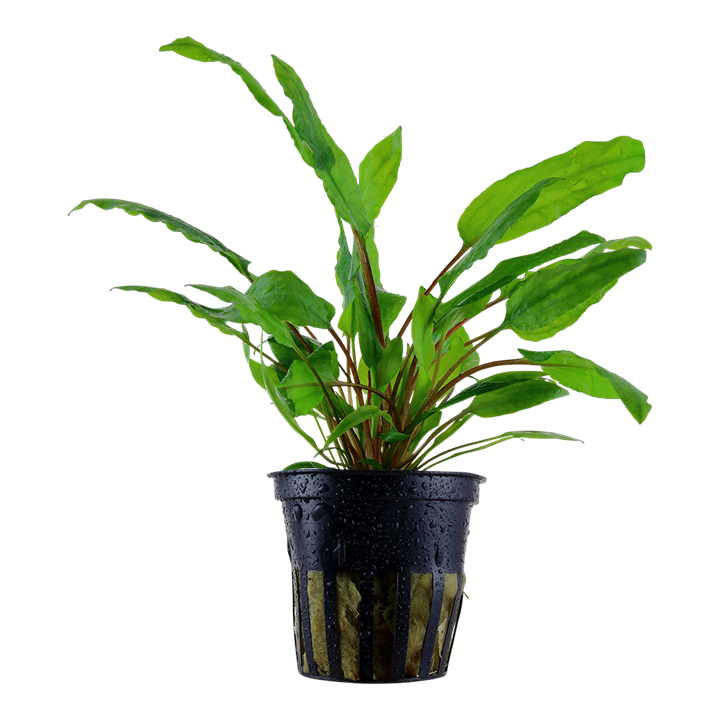 Aquarium plant cryptocoryne wendtii green