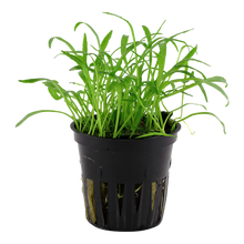 Load image into Gallery viewer, Aquarium plant Lilaeopsis brasiliensis
