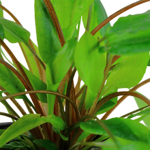 Load image into Gallery viewer, Cryptocoryne wendtii &#39;Green&#39;, Tropica
